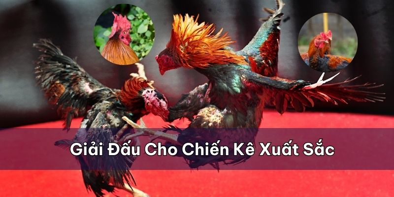 Những giải đấu C1 dành cho những chiến kê xuất sắc nhất tham gia