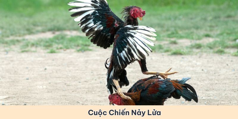 Đá gà cựa dao - Sân chơi với những cuộc chiến nảy lửa và khốc liệt