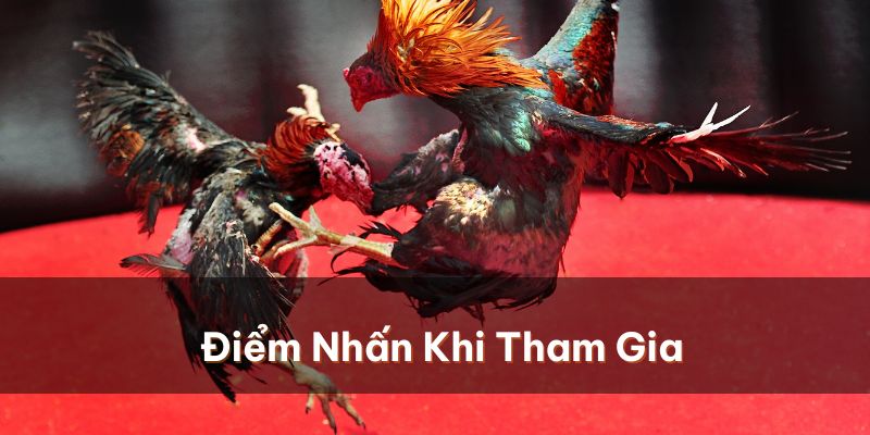 Một số điểm nhấn quan trọng khi tham gia Đá gà mạng